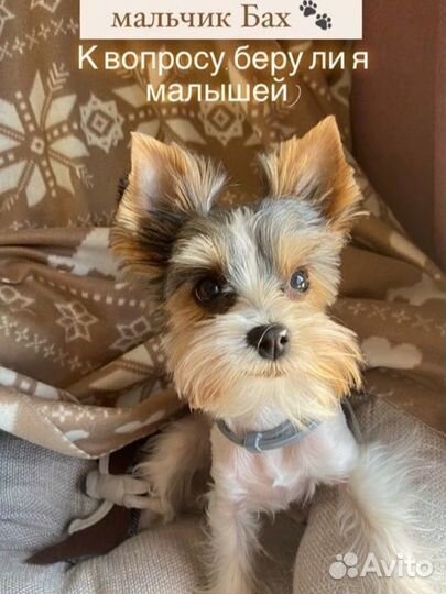 Передержка животных