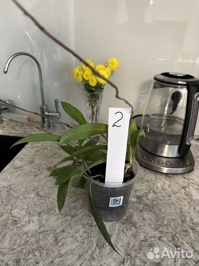 Хойя Pubicalyx Red Button