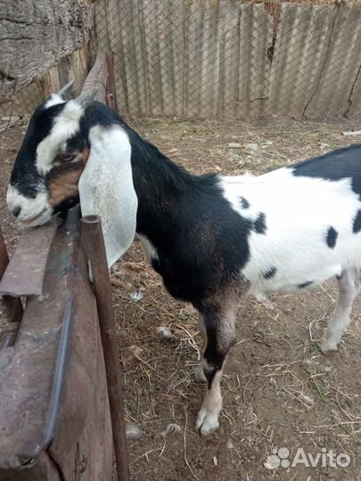 Коза нубийская