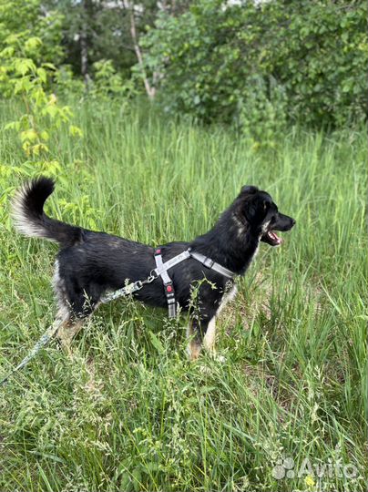 Собака в добрые руки. Храбрый Эль