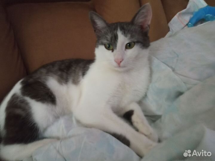 Молодой домашний котик