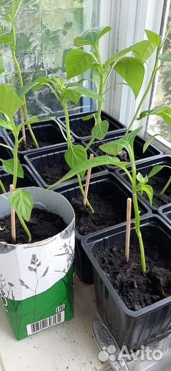 Рассада, перец