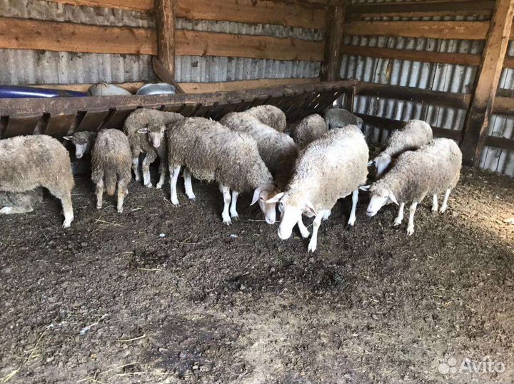 Овцематки куйбышевские 10 шт