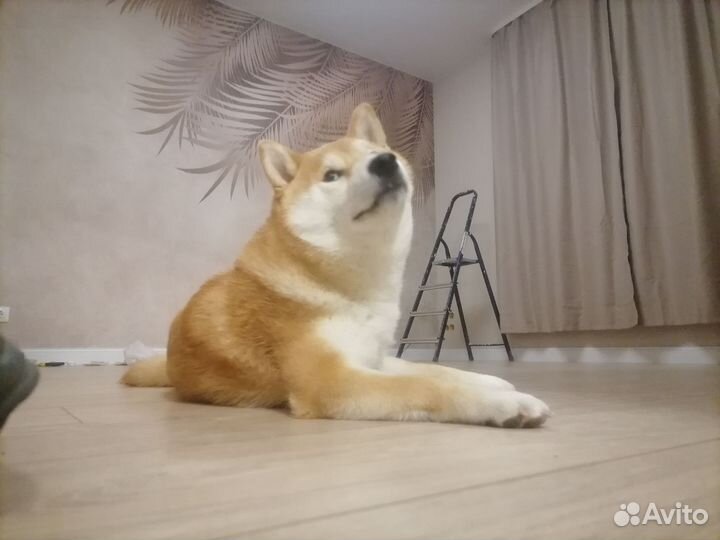 Вязка сиба ину