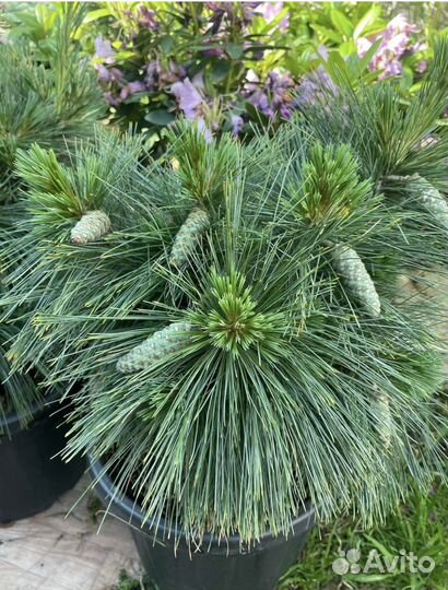 Сосна шверина витхорст