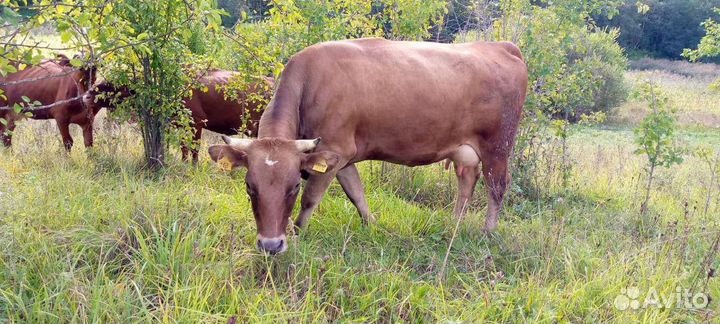 Нетель джерси стельные