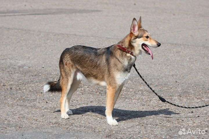 Лайкообразный Тобби