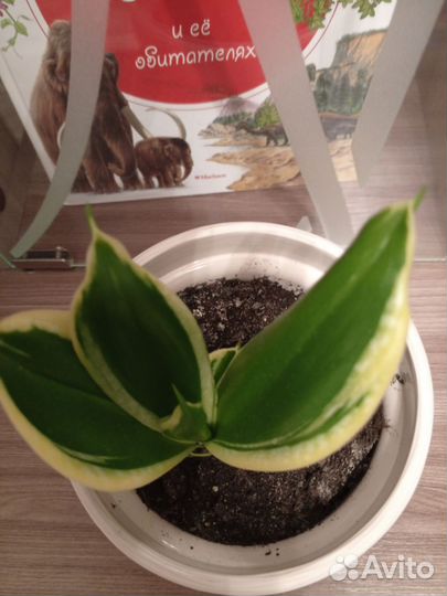 Комнатные цветы. Сансевиерия Ханни Грин Бронь