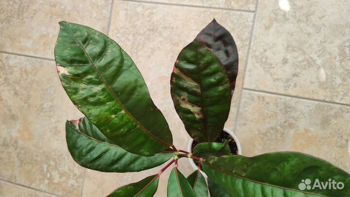 Кротоны: Радуга, Айстон, Нервия, Невилла