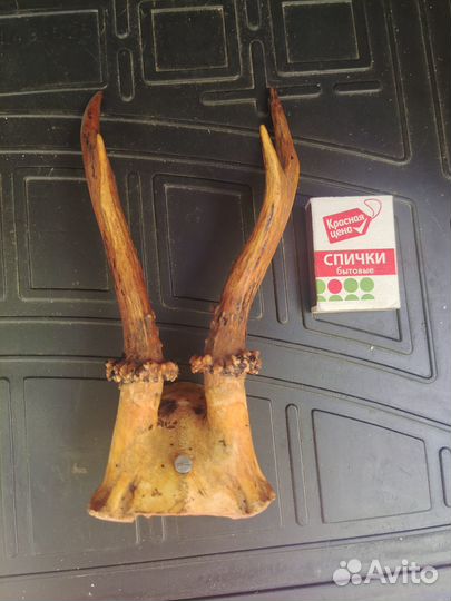 Рога Косули