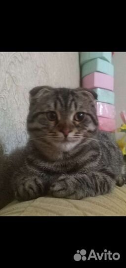 Шотландская