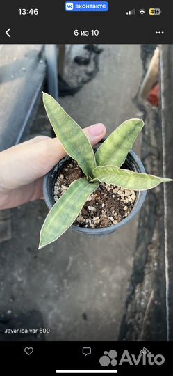 Сансевиерия в ассортименте