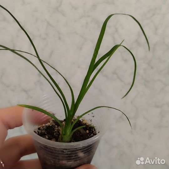 Бокарнея нолина