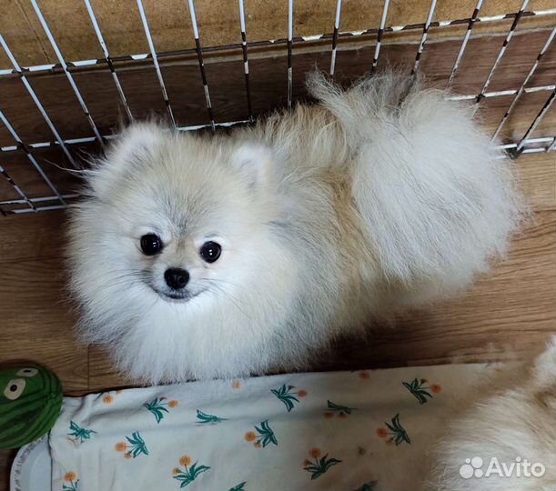 Померанский шпиц