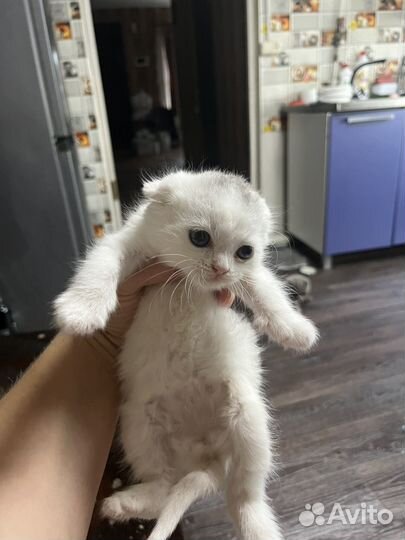 Отдам котенка от британки