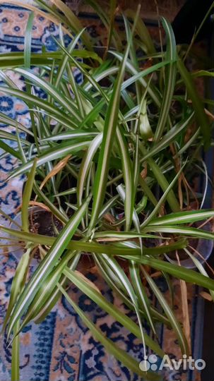 Алоэ (Столетник), хлорофитум, кактус, дека