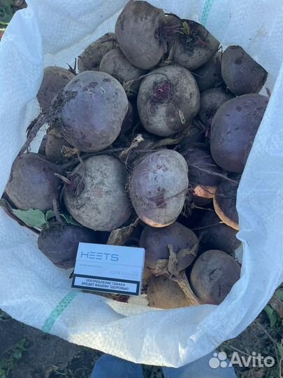 Свекла оптом