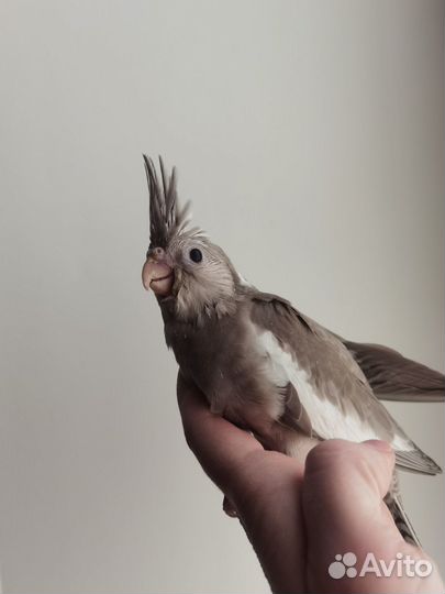 Бесщекие птенцы кореллы выкормыши