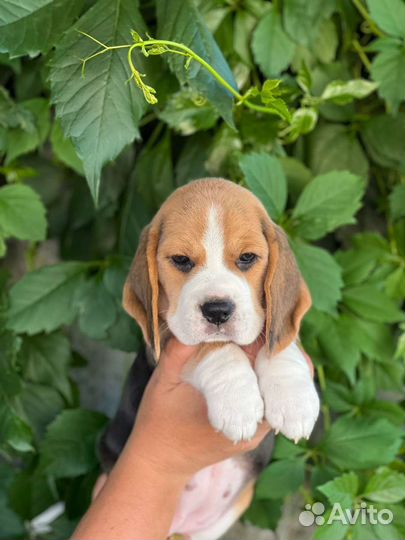 Щенки бигль