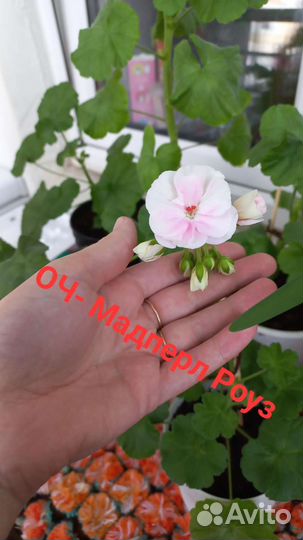 Сотовая пеларгония