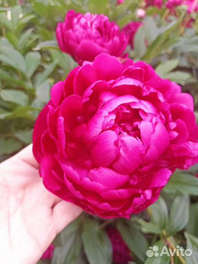 Саженцы пионов