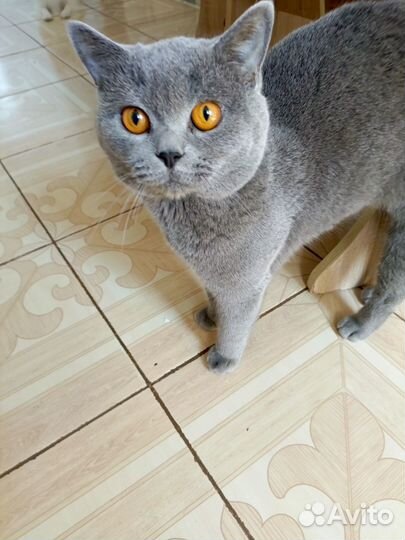 Британские котята