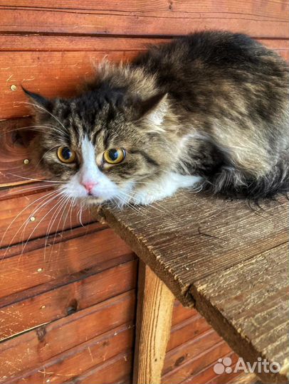 Сибирская кошка ищет дом