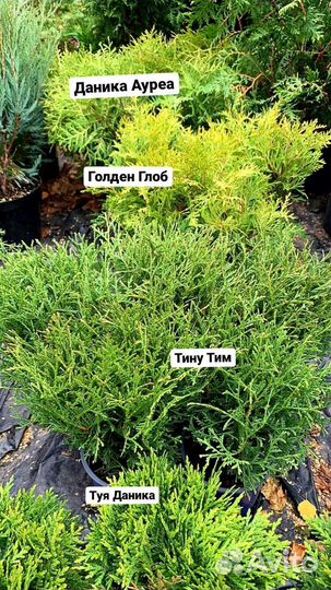 Саженцы хвойных растений