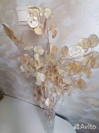 Лунария сухоцвет