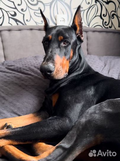 Доберман вязка