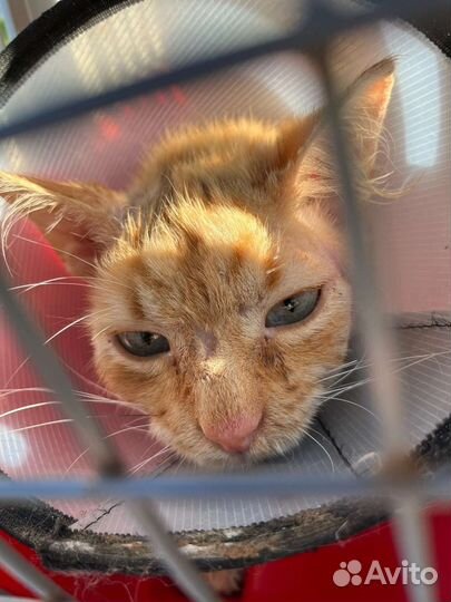 Рыжий кот в добрые руки