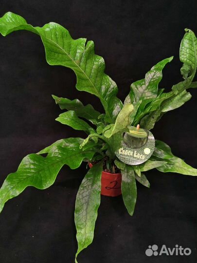 Папоротник крокодил 12/25-35