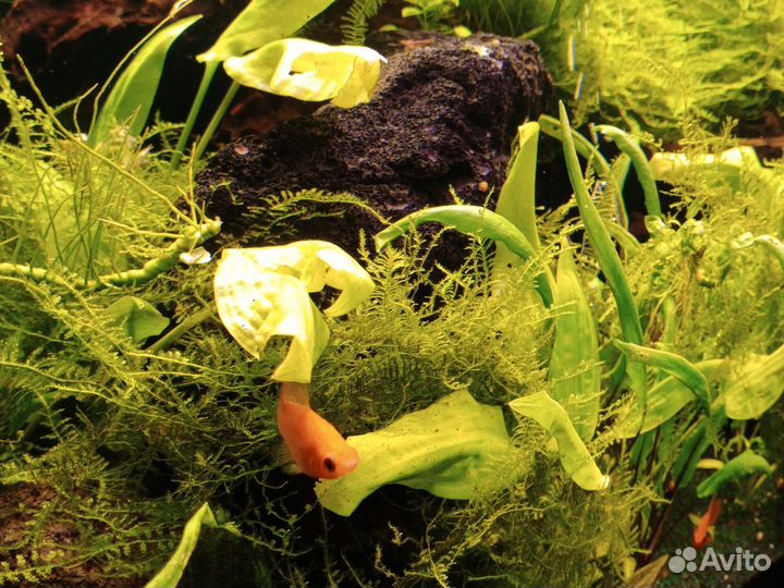 Аквариумные рыбки и растения