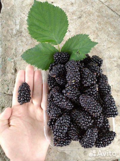 Кусты Ежевики