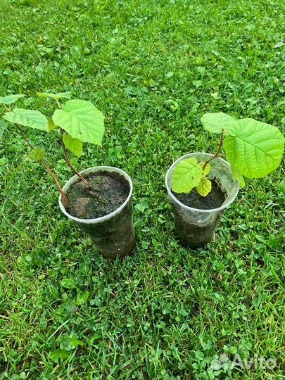 Саженцы орешника