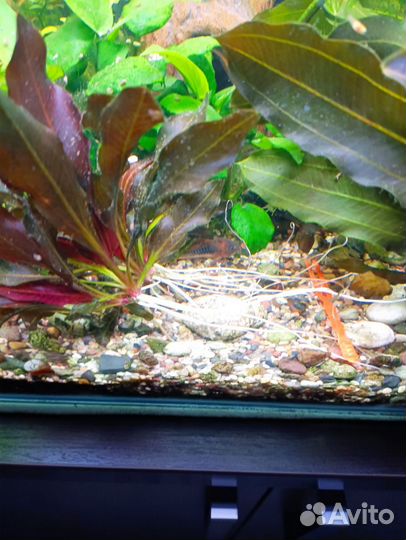 Аквариумные растения и анцитрусы