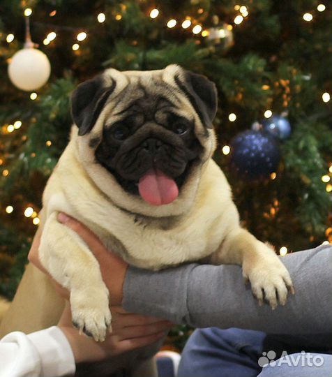 Мопс вязка мальчик