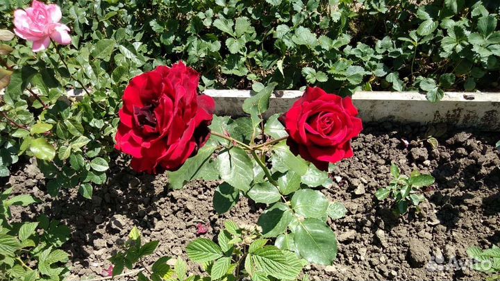 Саженцы Роз 7 сортов