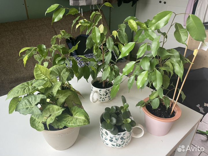 Фикус толстянка