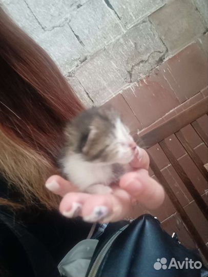 Котята мальчики на бронь