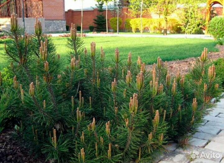 Сосна горная Пумилио