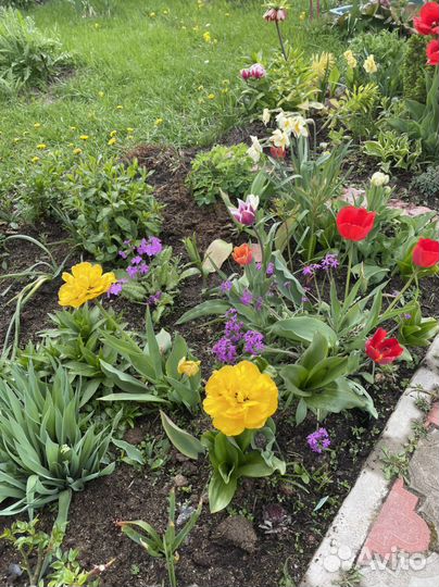 Цветы букет тюльпаны