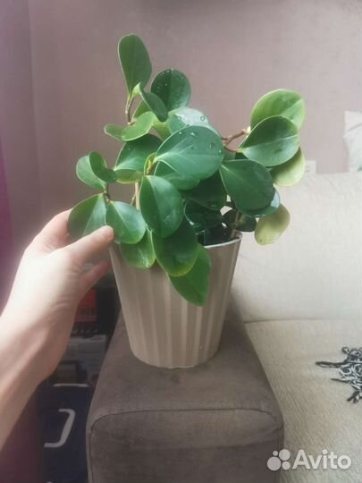 Пеперомия туполистная