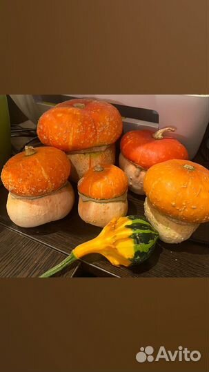Тыква декоративная