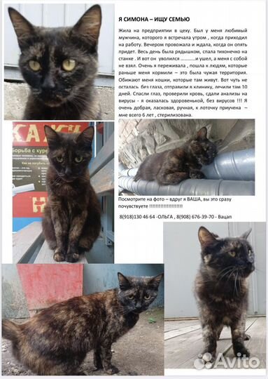 Трехцветное чудо для особенных людей