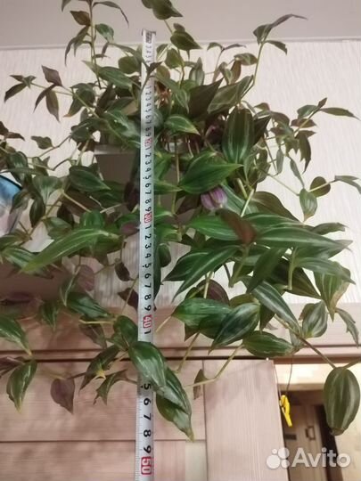 Традесканция