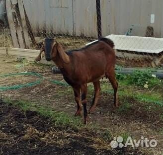 Англо нубийские козы