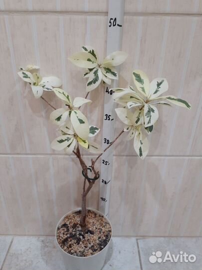 Фикус в ассортименте