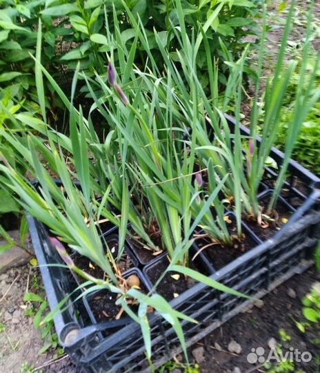 Ирис сибирский