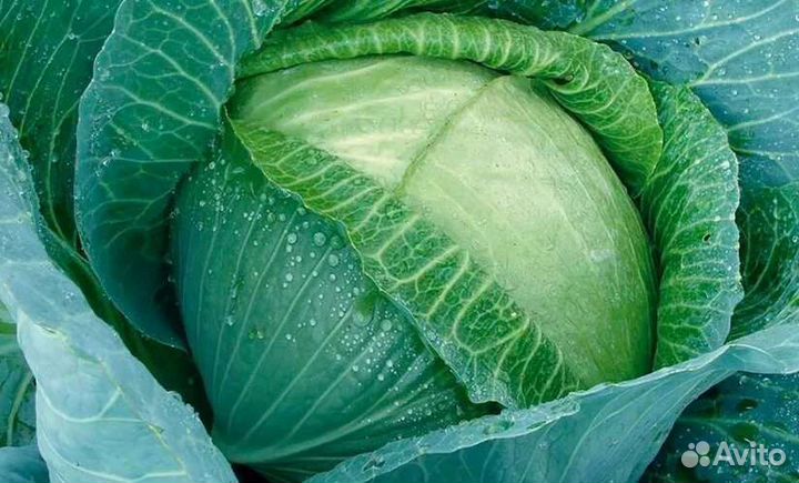 Капуста озимая